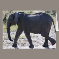 Juvenile Elephant cards