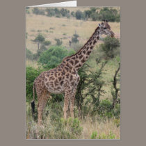 Juvenile Giraffe cards