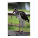 Juvenile Ibis posters