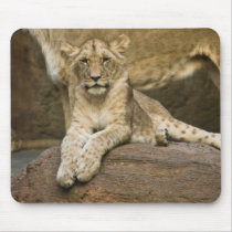 Juvenile Lion Mousepad by SabineSt Juvenile Lion Mousepad