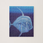 Juvenile Look down fish. Puzzles