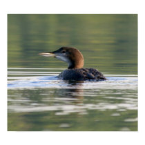 Juvenile Loon Print