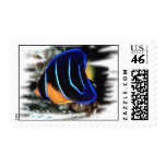 Juvenile Queen Angelfish Postage