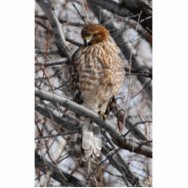 Juvenile Red-shouldered Hawk Photo Sculpture