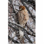 Juvenile Red-shouldered Hawk Photo Sculpture