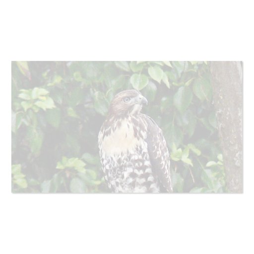 Juvenile red-tailed hawk business cards (back side)