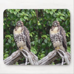 Juvenile red-tailed hawk mousepads