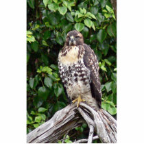 Juvenile red-tailed hawk photo cutout