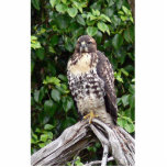Juvenile red-tailed hawk photo cutout