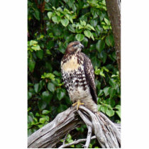 Juvenile red-tailed hawk cut out