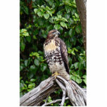 Juvenile red-tailed hawk cut out