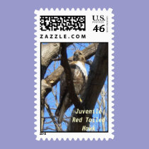 Juvenile Red Tailed Hawk Postage stamps