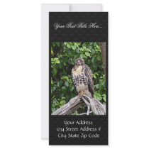 Juvenile red-tailed hawk rack card