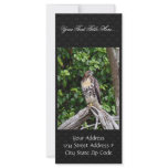 Juvenile red-tailed hawk rack cards