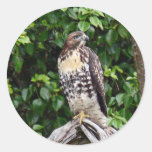 Juvenile red-tailed hawk round stickers