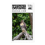 Juvenile red-tailed hawk stamp