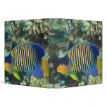Juvenile Regal Angelfish Pygoplites Vinyl Binder