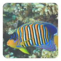 Juvenile Regal Angelfish Pygoplites Sticker