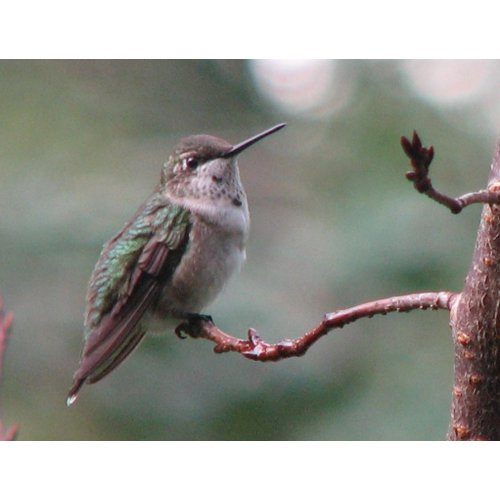 Juvenile Ruby-throat Postcard postcard