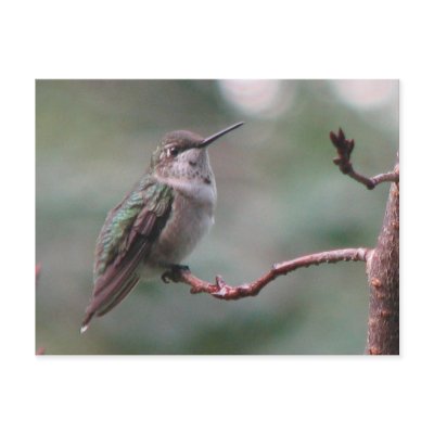 Juvenile Ruby-throat Postcard by naturegirl7
