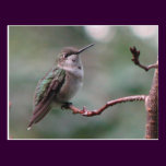 Juvenile Ruby-throat Postcard postcards