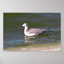 Juvenile Sabine's gull Posters