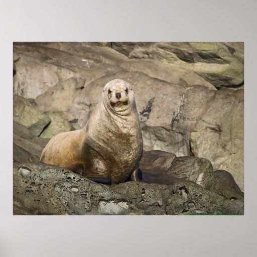 Juvenile Sea Lion - Fine Art Print