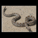 Juvenille Black RattleSnake postcards