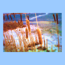 K&K - Cat Tails in Winter posters