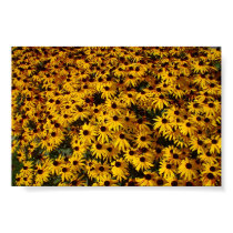 K&K Daisies in Summer posters by ervkosch K&K Daisies in Summer posters