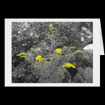 K&K - Goldenrod with Bible Verse cards
