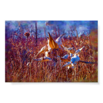 K&K - Milkweed in Oils posters