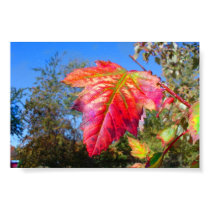 K&K Red Leaf posters