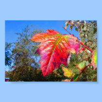 K&K Red Leaf posters by ervkosch K&K Red Leaf posters