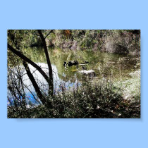 K&K - Still Life Pond posters by ervkosch K&K - Still Life Pond posters