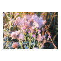 K&K - Thistle Bunch posters