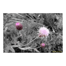 K&K - Thistles in Fall posters