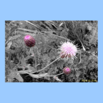 K&K - Thistles in Fall posters by ervkosch K&K - Thistles in Fall posters