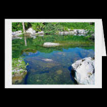 K&K - Xcaret Turtle Pond cards