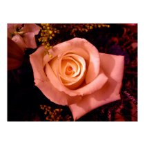 Kacie's Rose posters by C00L_AC Kacie's Rose posters