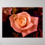 Kacie's Rose posters