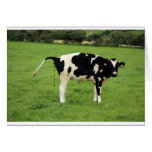kackende Kuh Greeting Cards
