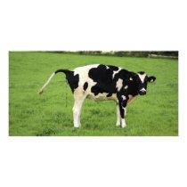 kackende Kuh Photo Greeting Card