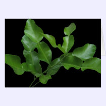 Kaffir Lime Leaves cards