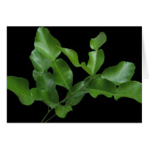 Kaffir Lime Leaves cards