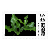 Kaffir Lime Leaves postage