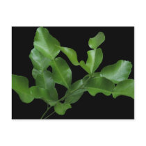 Kaffir Lime Leaves postcards