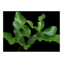 Kaffir Lime Leaves posters