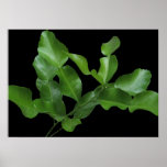 Kaffir Lime Leaves Poster