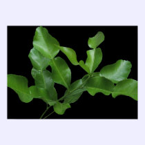 Kaffir Lime Leaves posters